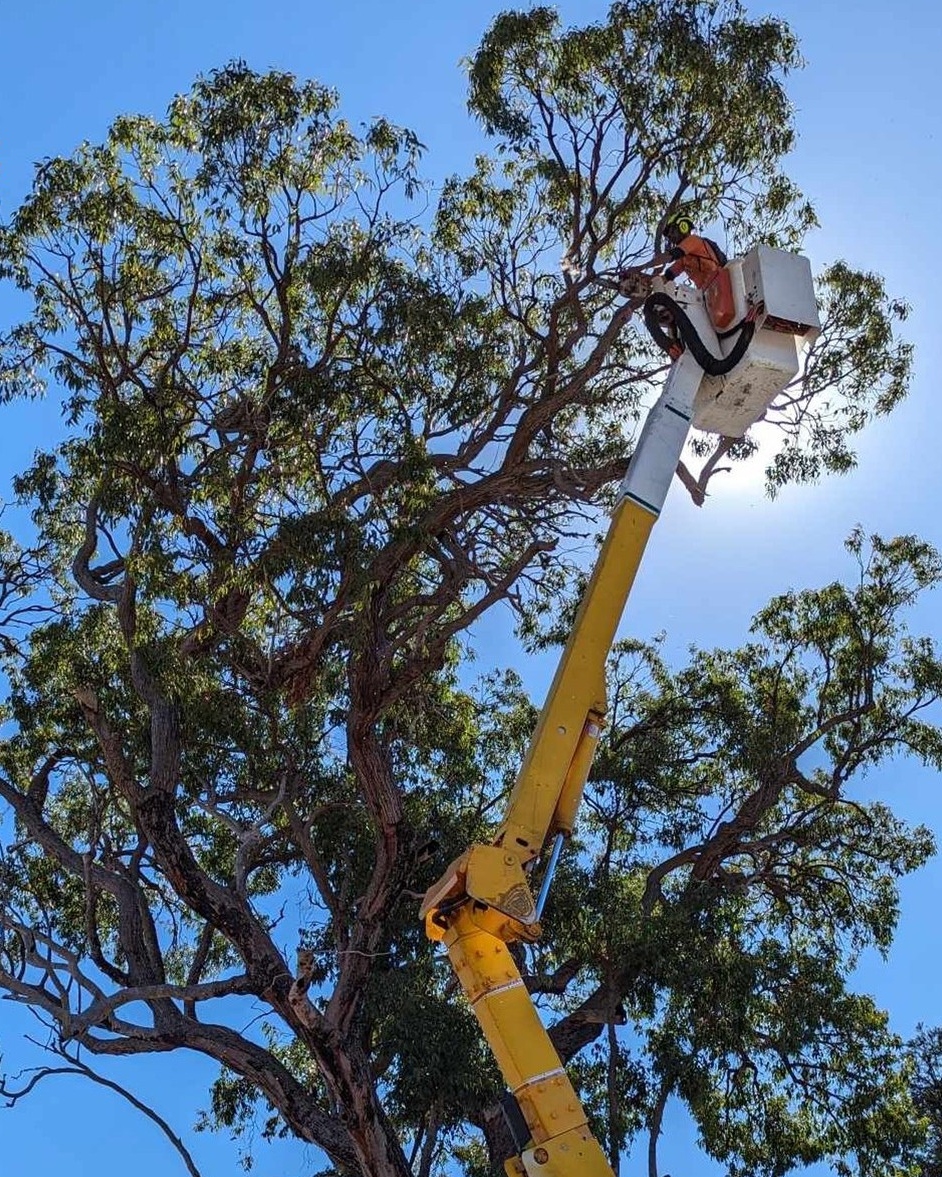 Tree Pruning Fremantle WA performed by professional arborists