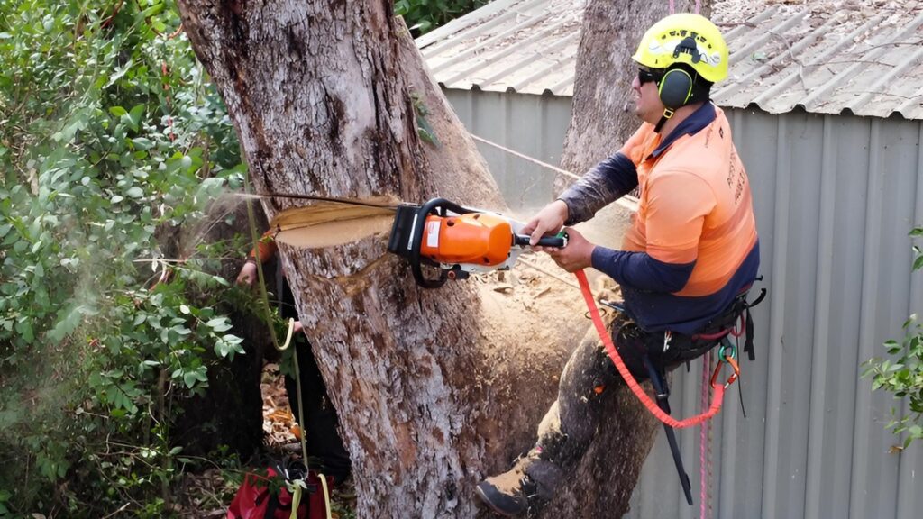 Tree Removal Armadale: Protecting Your Home from Hazardous Trees Pete's Treeworx 4 Certified arborist Fremantle safely conducting tree removal service
