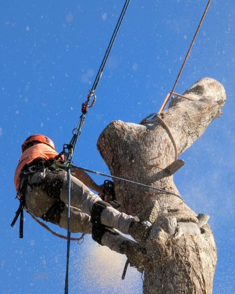Does home insurance cover tree removal? Pete's Treeworx 3 Professional tree removal services in Fremantle WA by Pete’s