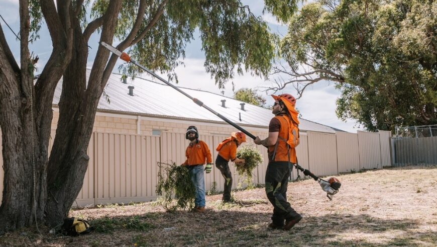 Arborist Armadale: When Should You Call a Professional? Pete's Treeworx 10 Qualified arborist pruning large tree in Mandurah