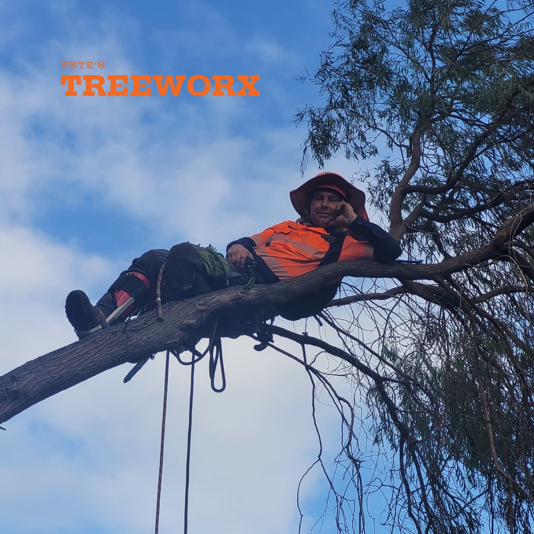 Emergency tree lopping service in Rockingham after storm damage