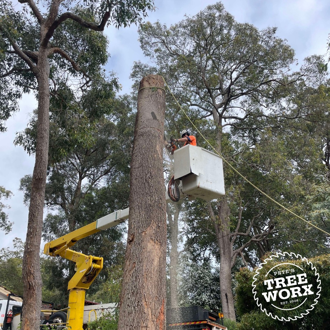 Qualified arborists performing safe tree removal in Rockingham WA