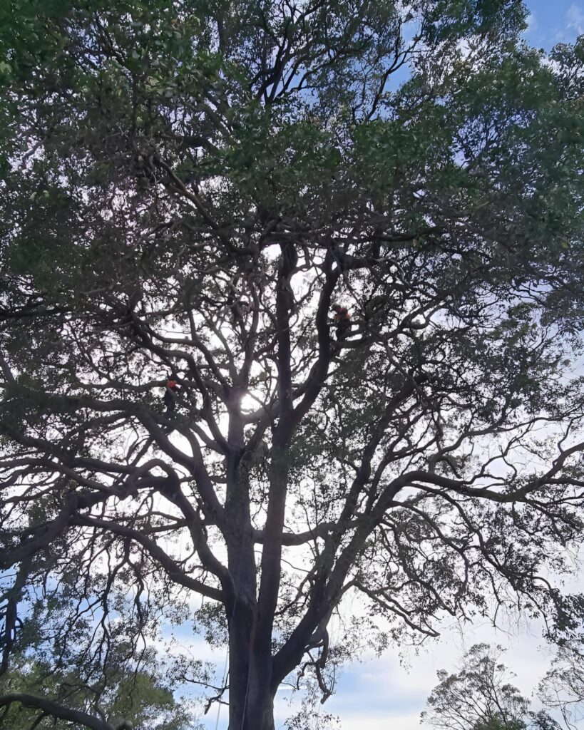 Residential tree pruning service by Pete’s Treeworx
