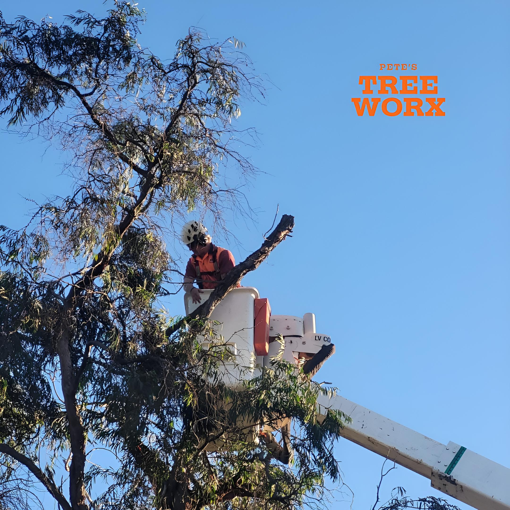 Safe tree pruning near residential property in Rockingham