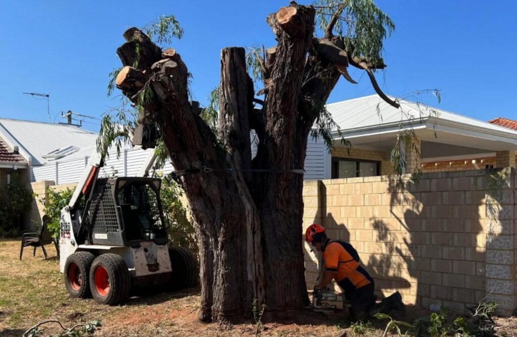How Stump Removal in Armadale Prepares Your Yard for Landscaping Pete's Treeworx 7 Tree stump grinding and removal services in Rockingham WA