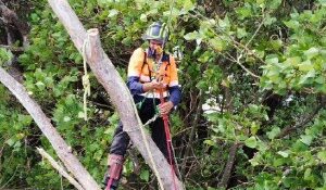 tree lopping rockingham e1784260893719