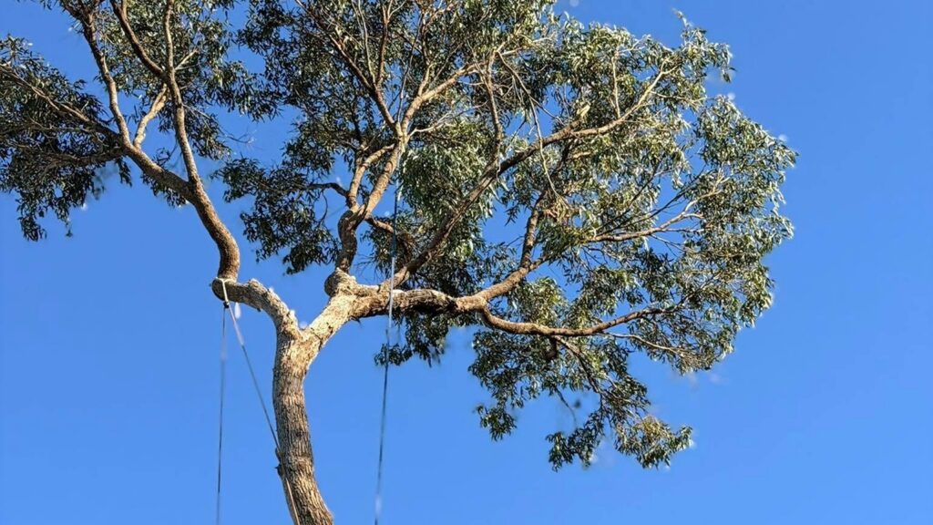 Tree Removal Armadale: When Is It Time to Remove a Tree? Pete's Treeworx 5 Expert tree removal service in Rockingham WA with professional arborists safely removing a large tree