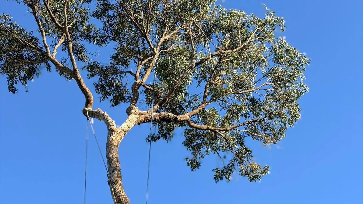 Expert tree removal service in Rockingham WA with professional arborists safely removing a large tree