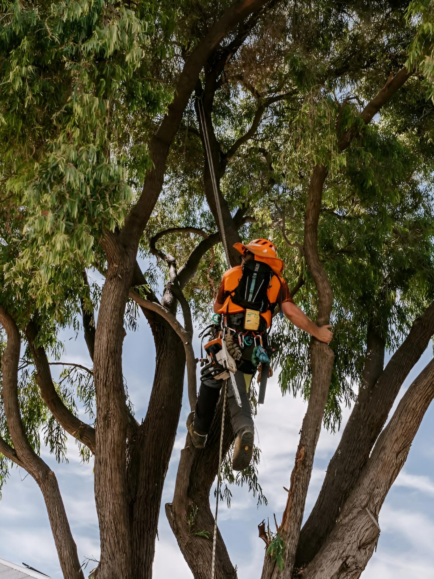 crown reduction armadale wa