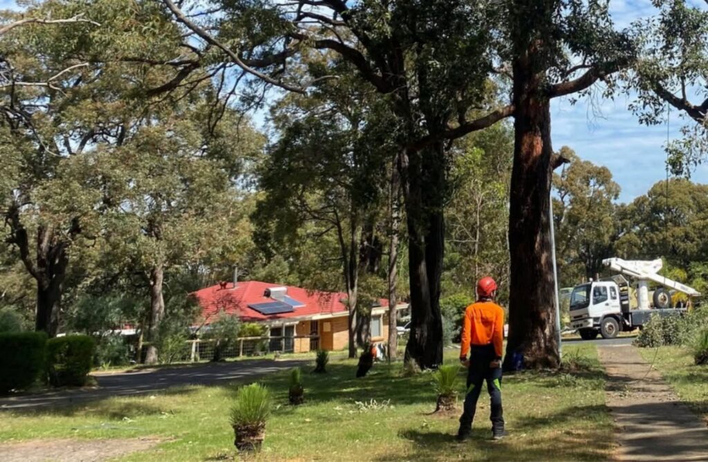 How much does tree lopping cost? Pete's Treeworx 5 Residential tree lopping services completed by Pete's Treeworx