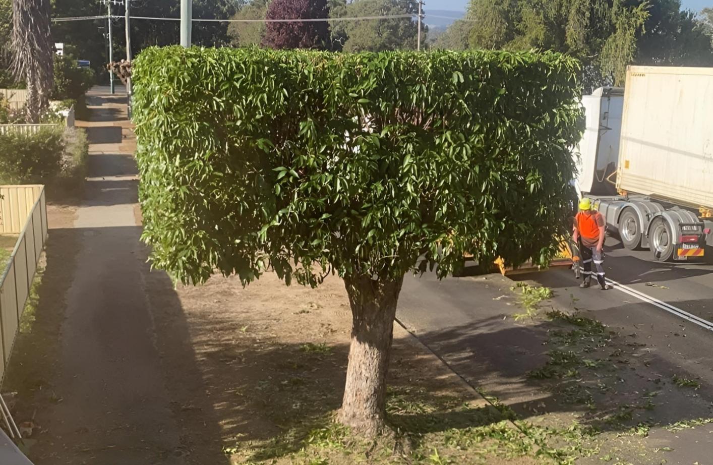 Residential tree trimming services in Armadale WA