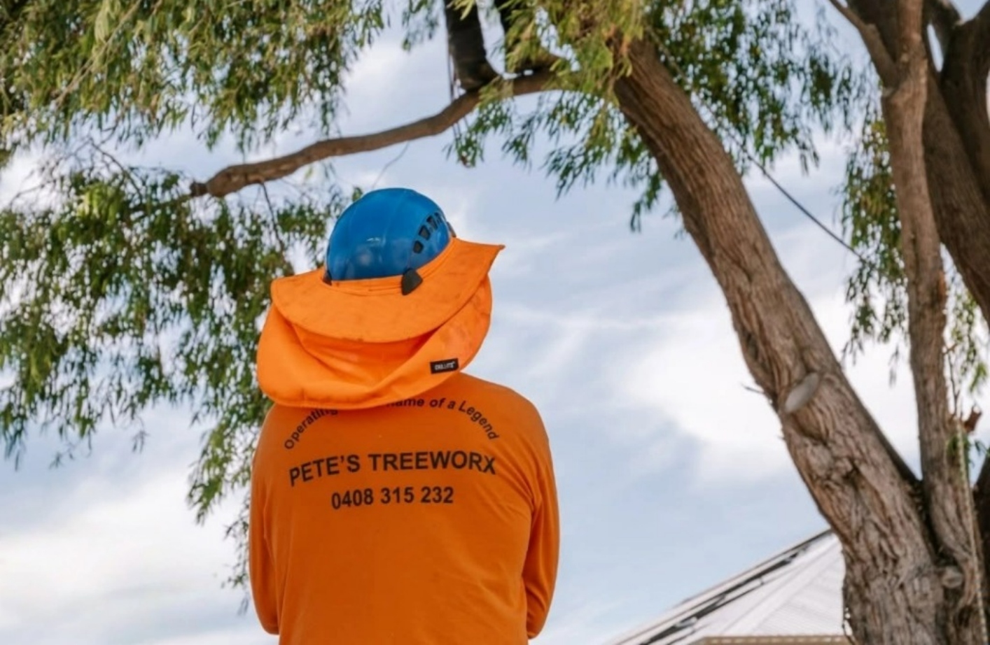 Arborist conducting a tree health assessment in Armadale Western Australia