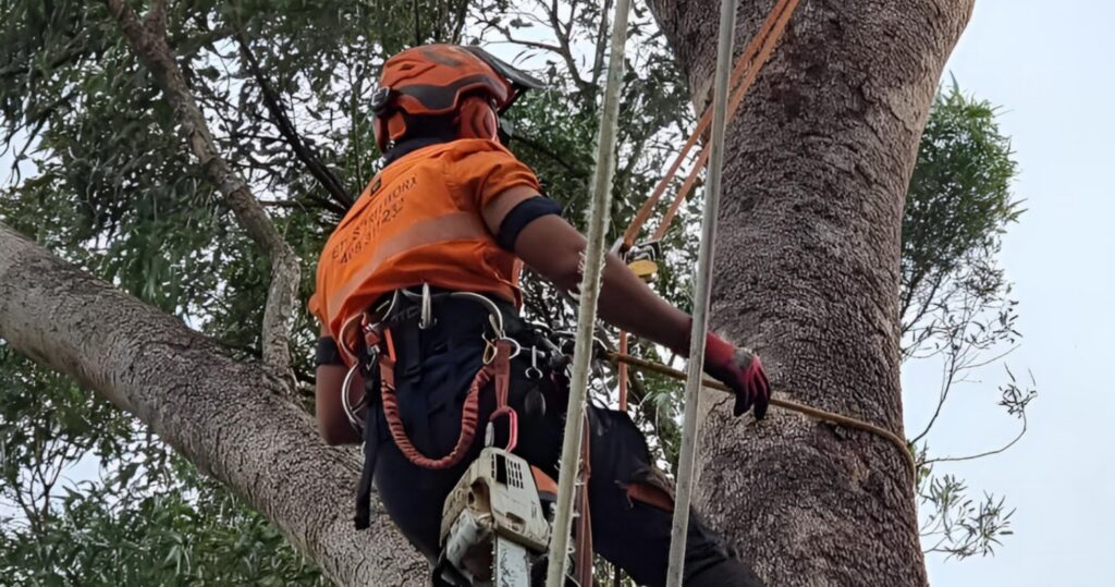 Tree Lopping in Armadale: Managing Overgrown Trees Before They Become a Hazard Pete's Treeworx 1 Tree lopping contractor reducing tree canopy in Armadale Western Australia