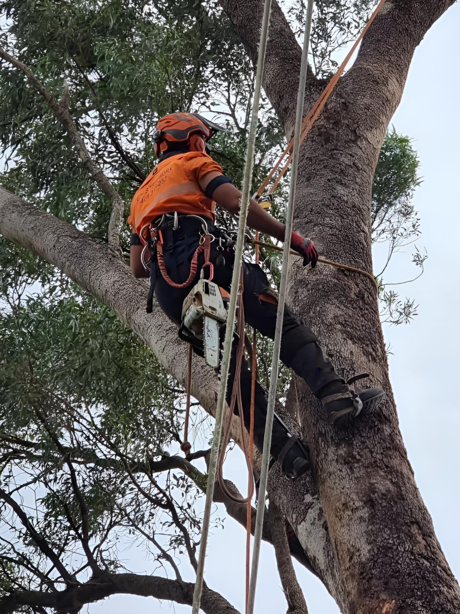 Tree lopping contractor reducing tree canopy in Armadale Western Australia
